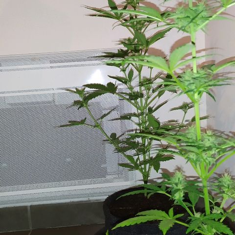 Royal Gorilla automatic growlog timeline photo