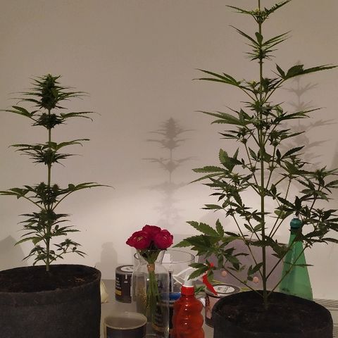 Royal Gorilla automatic growlog timeline photo