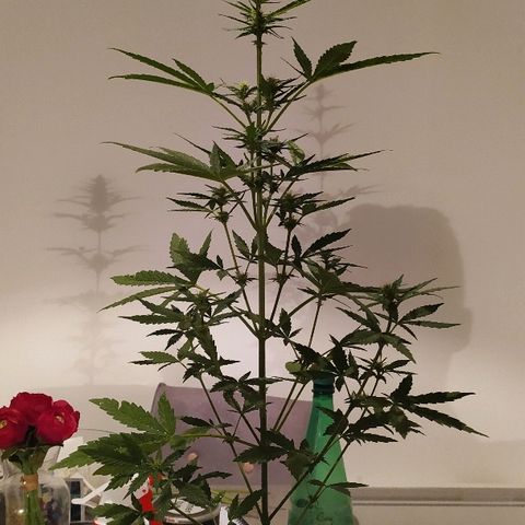 Royal Gorilla automatic growlog timeline photo