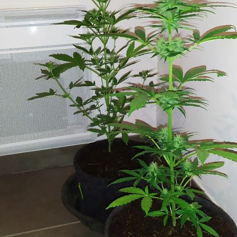 Royal Gorilla automatic growlog timeline photo