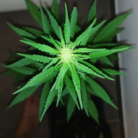 Royal Gorilla automatic growlog timeline photo