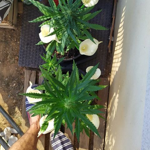 Royal Gorilla automatic growlog timeline photo