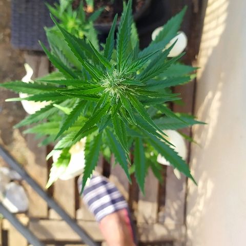 Royal Gorilla automatic growlog timeline photo