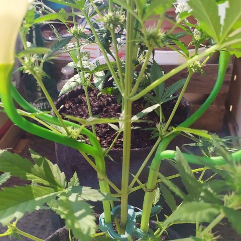 Royal Gorilla automatic growlog timeline photo