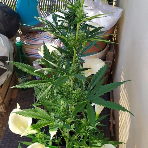 Royal Gorilla automatic growlog timeline photo