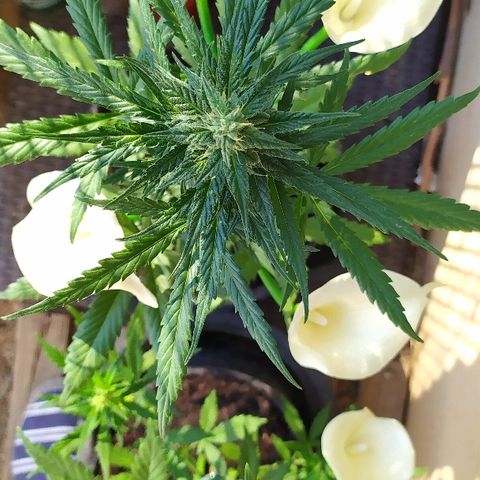 Royal Gorilla automatic growlog timeline photo
