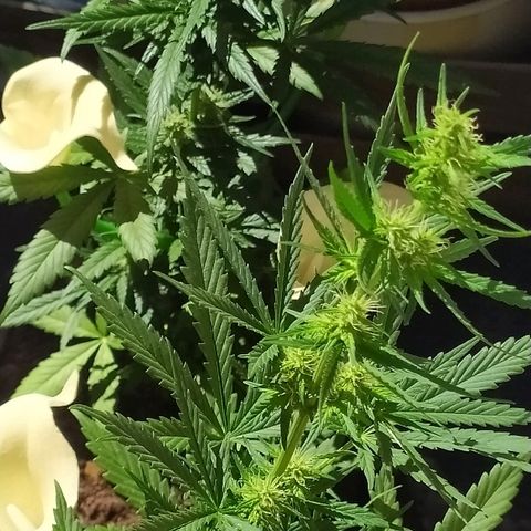 Royal Gorilla automatic growlog timeline photo