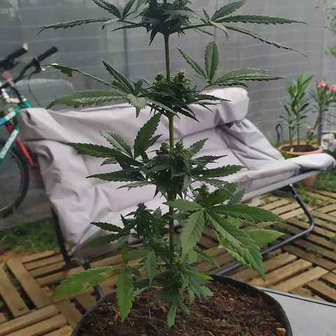 Royal Gorilla automatic growlog timeline photo