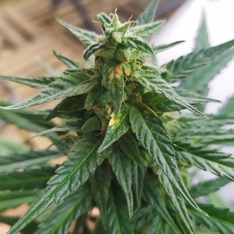 Royal Gorilla automatic growlog timeline photo
