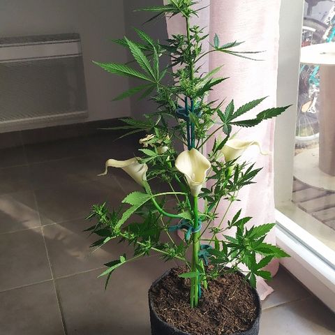 Royal Gorilla automatic growlog timeline photo
