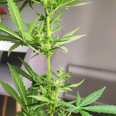 Royal Gorilla automatic growlog timeline photo