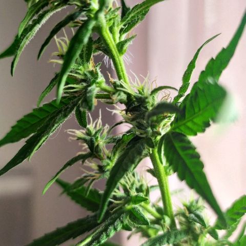 Royal Gorilla automatic growlog timeline photo