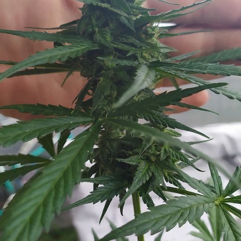 Royal Gorilla automatic growlog timeline photo