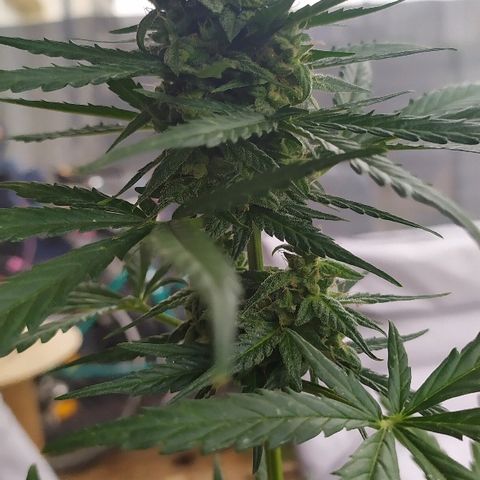 Royal Gorilla automatic growlog timeline photo