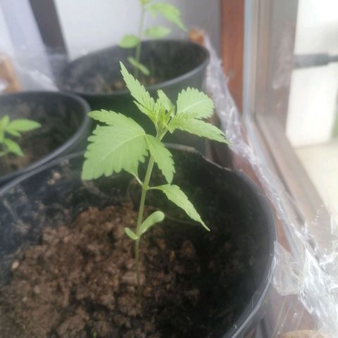 Lemon Shining Silver Haze 2024 growlog photo: 4. Blattpaar sichtbar