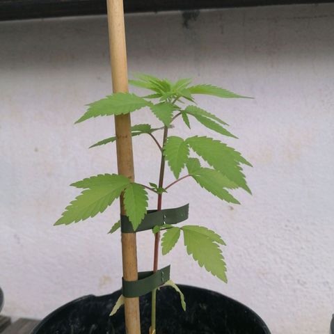Lemon Shining Silver Haze 2024 growlog timeline photo
