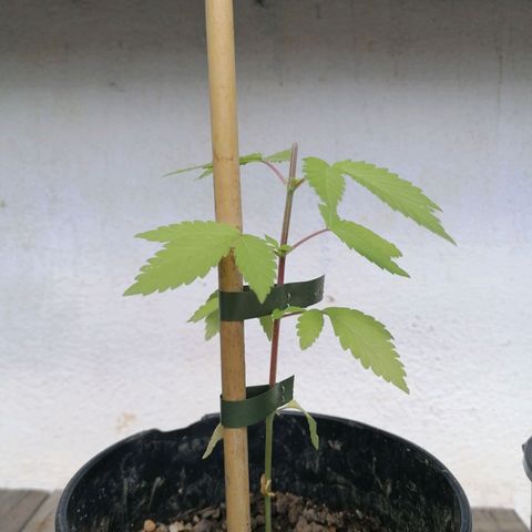 Lemon Shining Silver Haze 2024 growlog photo: Nach Topping