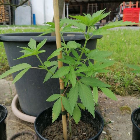 Lemon Shining Silver Haze 2024 growlog photo: Umgesiedelt auf Exotenplatz