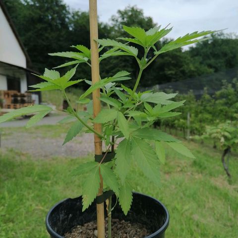 Lemon Shining Silver Haze 2024 growlog timeline photo