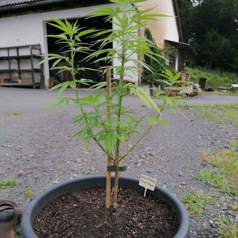 Lemon Shining Silver Haze 2024 growlog timeline photo