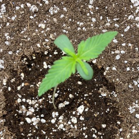 Mandarin Punch Automatic  growlog timeline photo