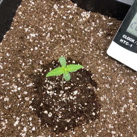 Mandarin Punch Automatic  growlog timeline photo