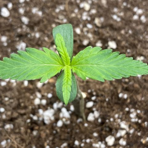 Mandarin Punch Automatic  growlog timeline photo