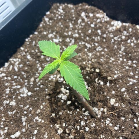 Mandarin Punch Automatic  growlog timeline photo