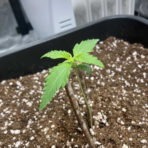 Mandarin Punch Automatic  growlog timeline photo