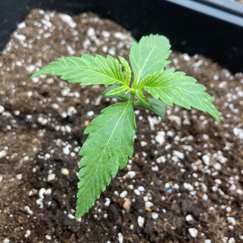 Mandarin Punch Automatic  growlog timeline photo