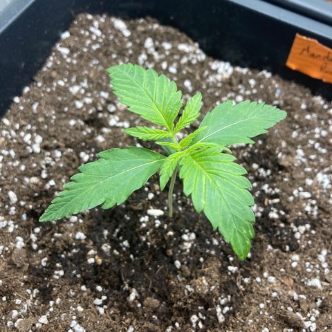 Mandarin Punch Automatic  growlog timeline photo