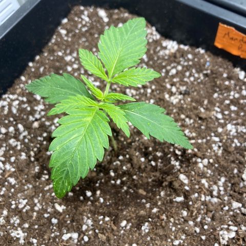 Mandarin Punch Automatic  growlog timeline photo