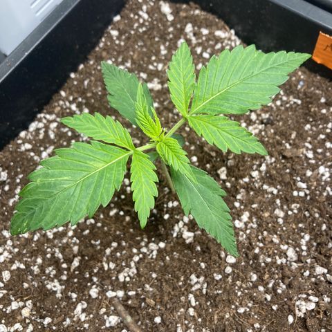 Mandarin Punch Automatic  growlog timeline photo