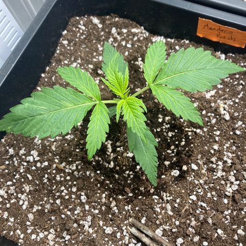 Mandarin Punch Automatic  growlog timeline photo