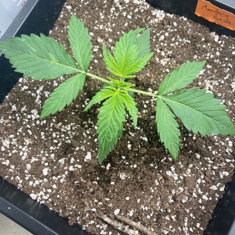 Mandarin Punch Automatic  growlog timeline photo