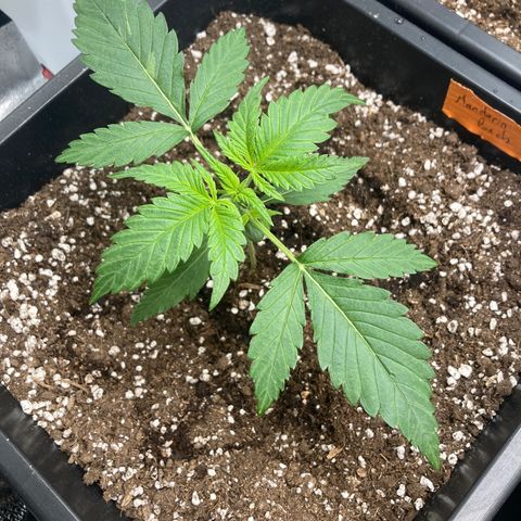 Mandarin Punch Automatic  growlog timeline photo
