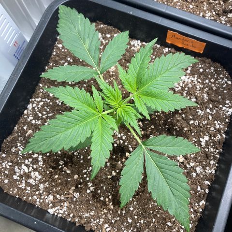 Mandarin Punch Automatic  growlog timeline photo