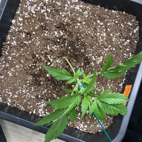 Mandarin Punch Automatic  growlog photo: Debut LST