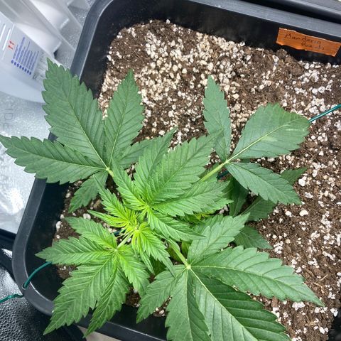 Mandarin Punch Automatic  growlog timeline photo