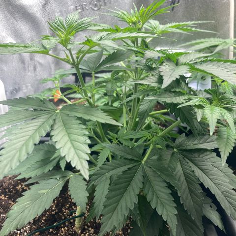 Mandarin Punch Automatic  growlog timeline photo