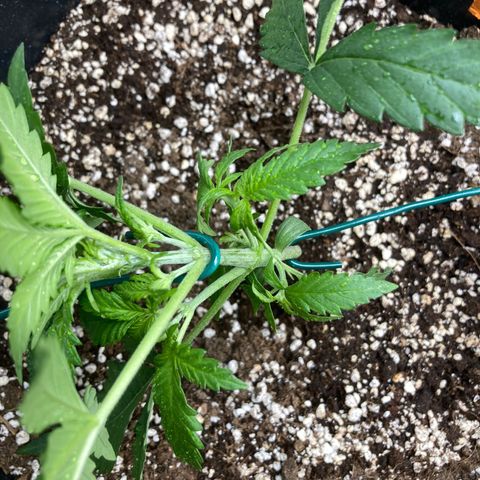 Mandarin Punch Automatic  growlog timeline photo