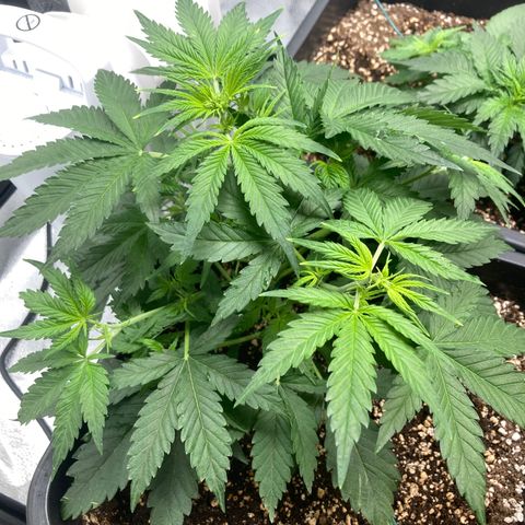 Mandarin Punch Automatic  growlog timeline photo