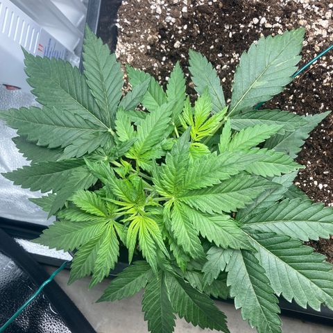 Mandarin Punch Automatic  growlog timeline photo