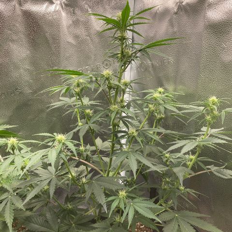 Mandarin Punch Automatic  growlog timeline photo
