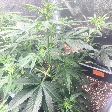 Mandarin Punch Automatic  growlog timeline photo