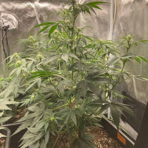Mandarin Punch Automatic  growlog timeline photo