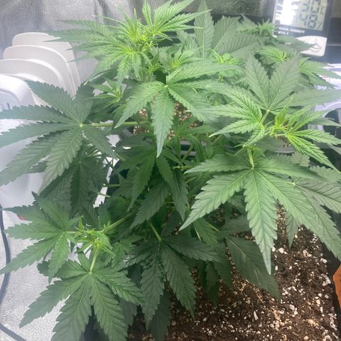 Mandarin Punch Automatic  growlog timeline photo