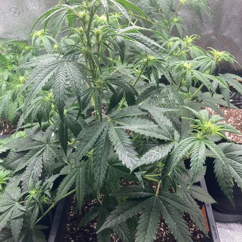 Mandarin Punch Automatic  growlog timeline photo