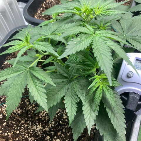 Mandarin Punch Automatic  growlog timeline photo