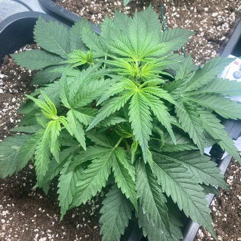 Mandarin Punch Automatic  growlog timeline photo